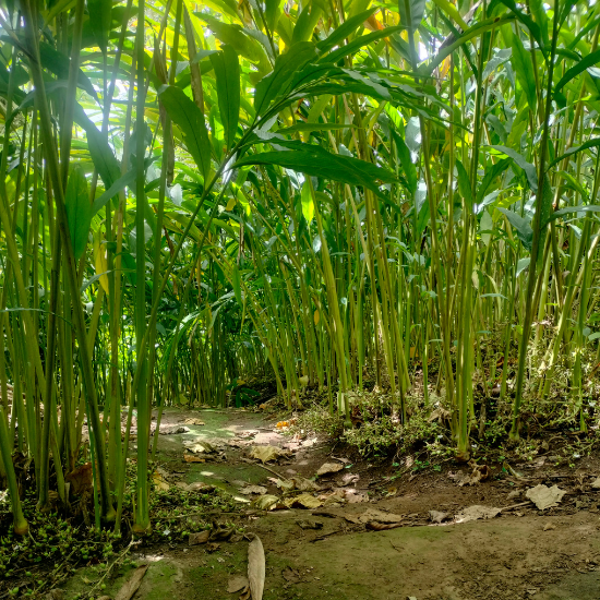 Cardamom Plantation
