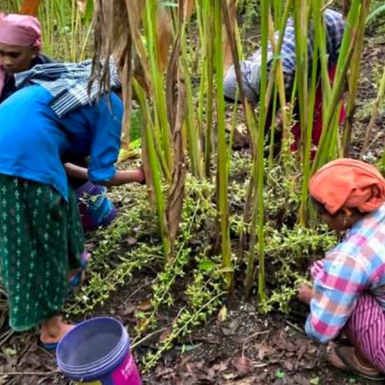 Cardamom Harvesting
